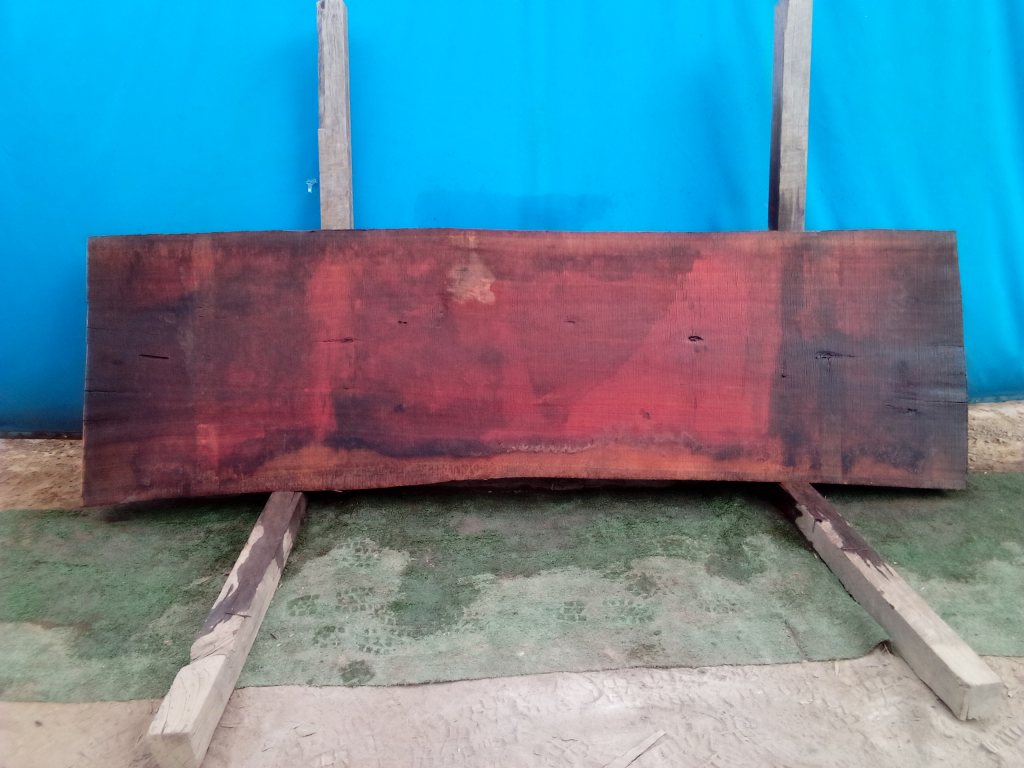 Sydney Blue Gum (TS807SBG)