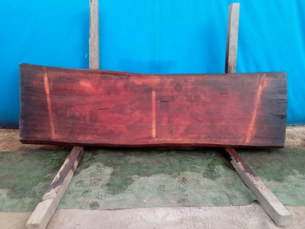 Sydney Blue Gum (TS807SBG)