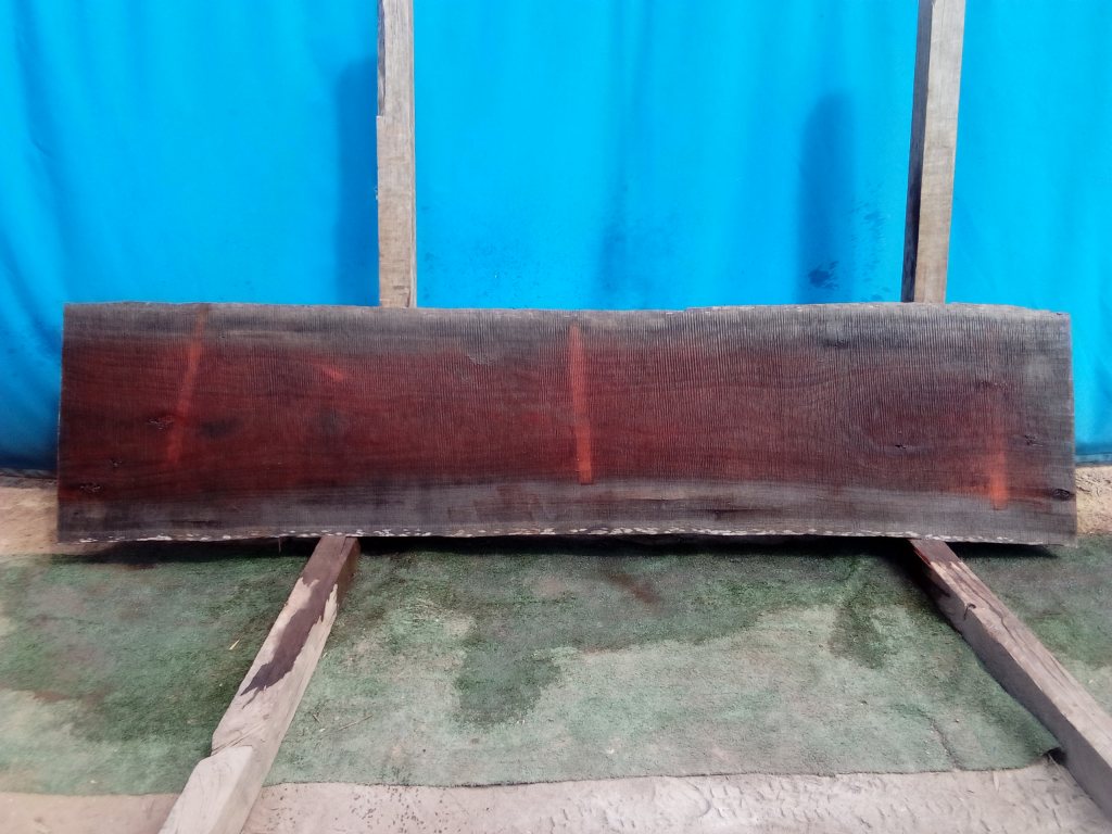 Sydney Blue Gum (TS808SBG)