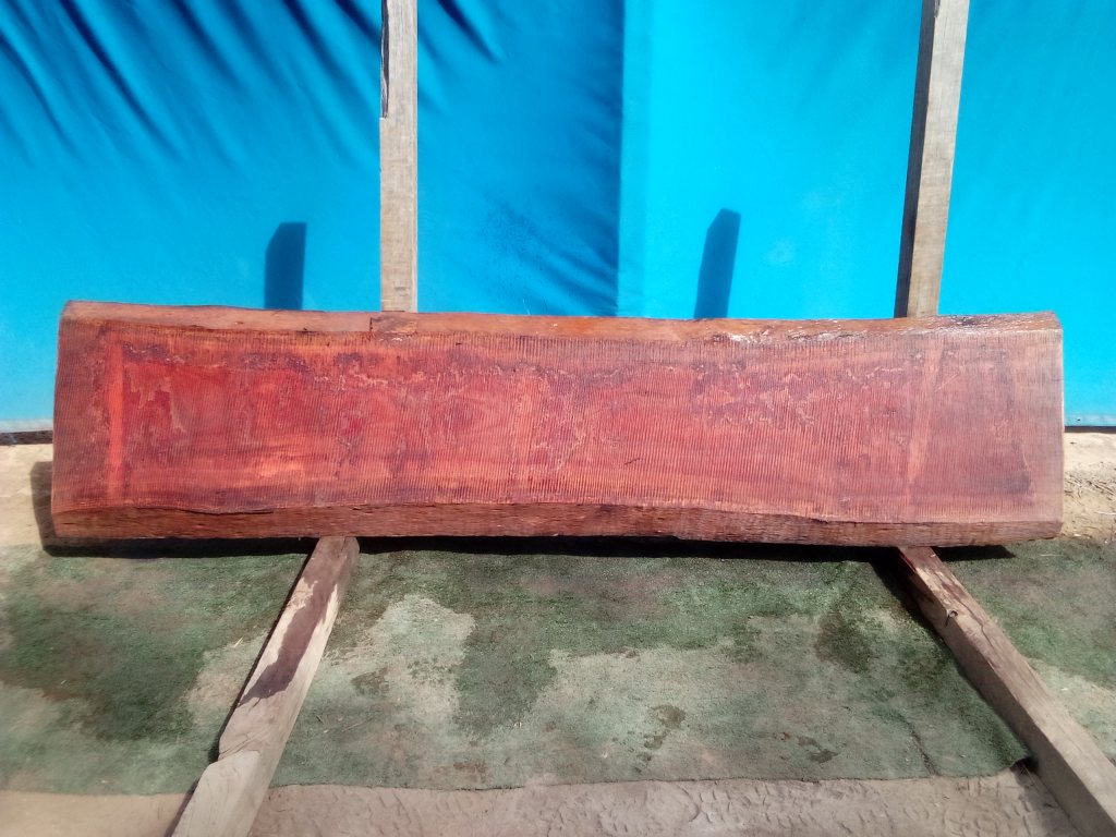 Sydney Blue Gum (TS808SBG)