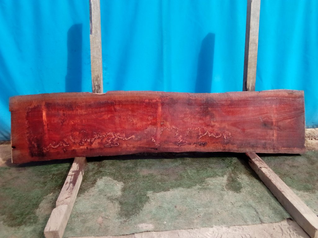 Sydney Blue Gum (TS809SBG)