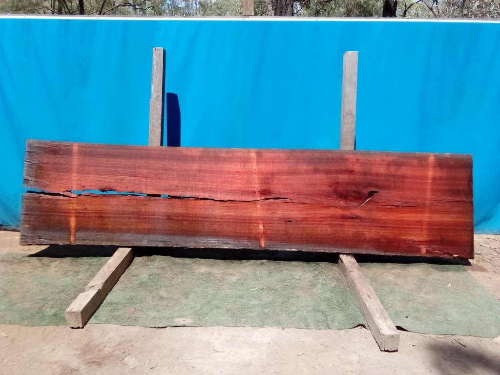 Sydney Blue Gum (TS810SBG)