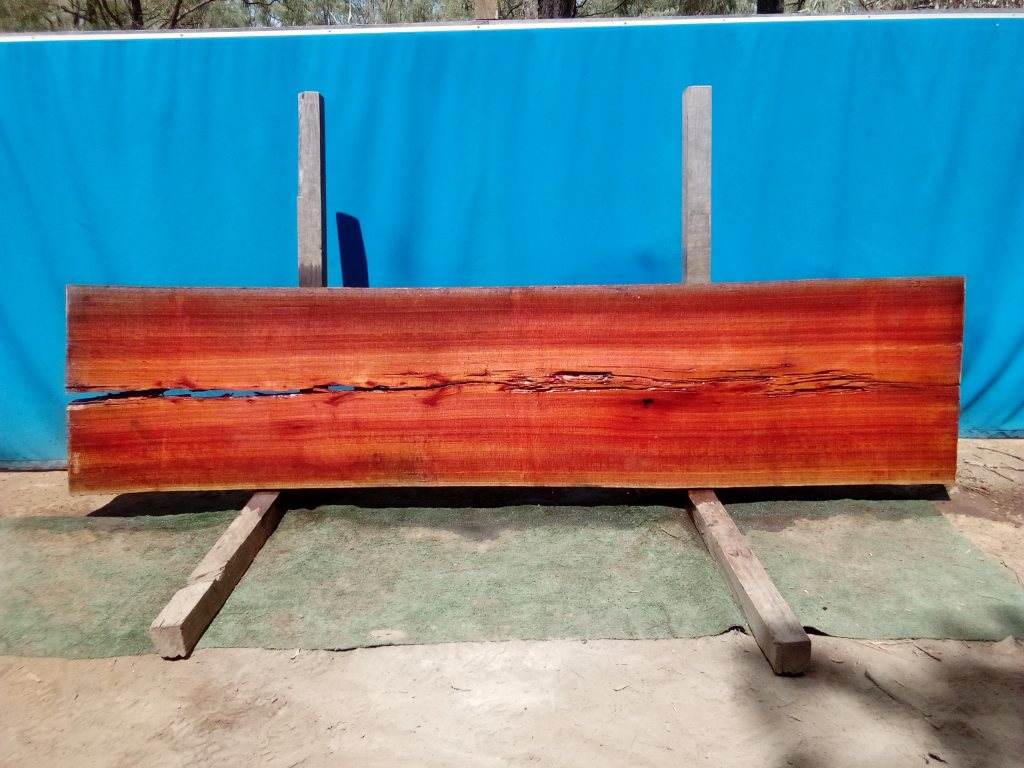 Sydney Blue Gum (TS810SBG)