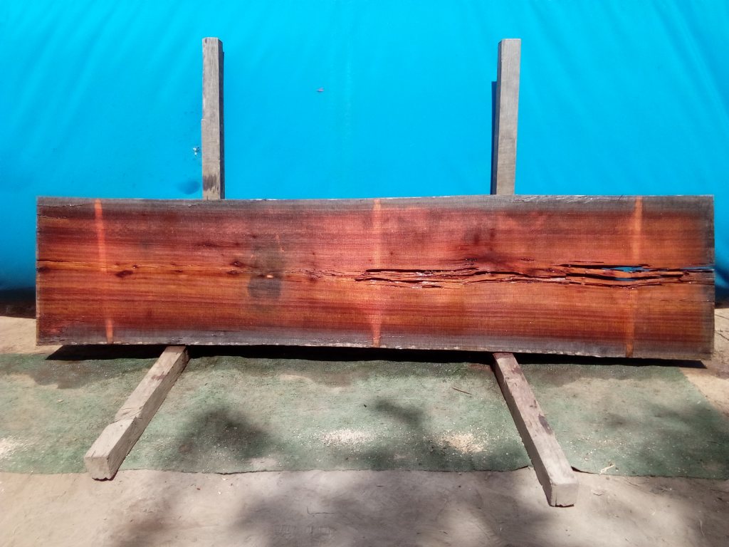Sydney Blue Gum (TS811SBG)