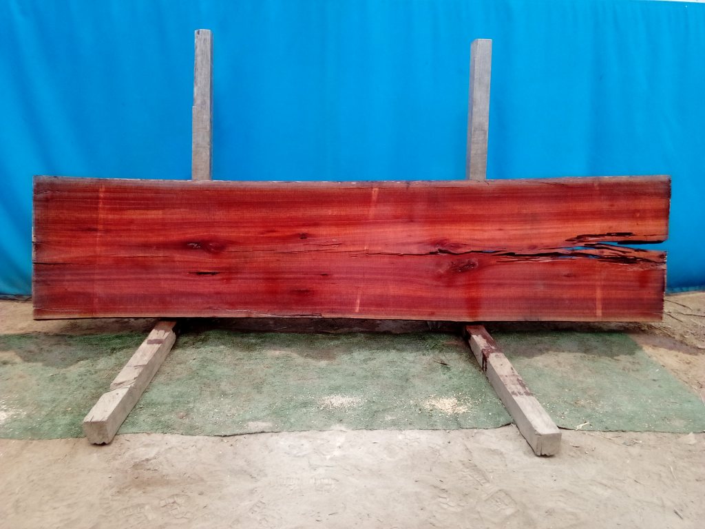 Sydney Blue Gum (TS811SBG)