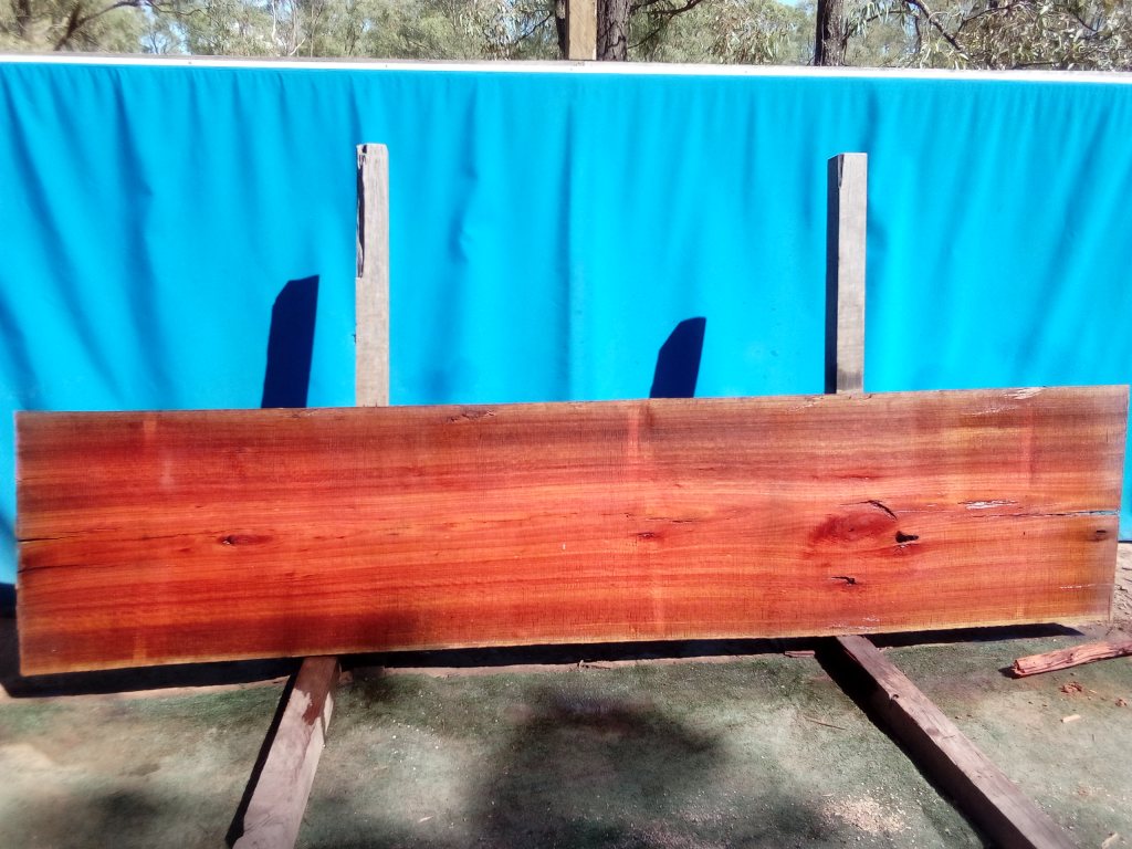 Sydney Blue Gum (TS812SBG)