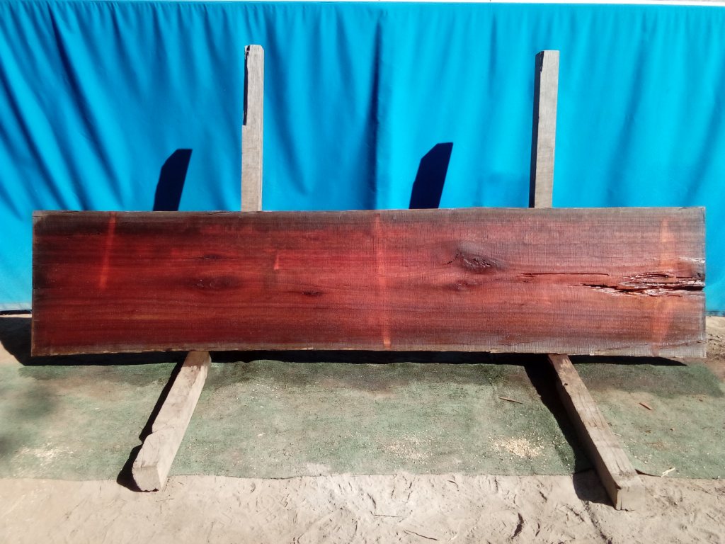Sydney Blue Gum (TS813SBG)
