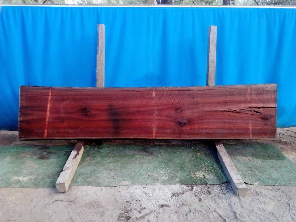 Sydney Blue Gum (TS813SBG)
