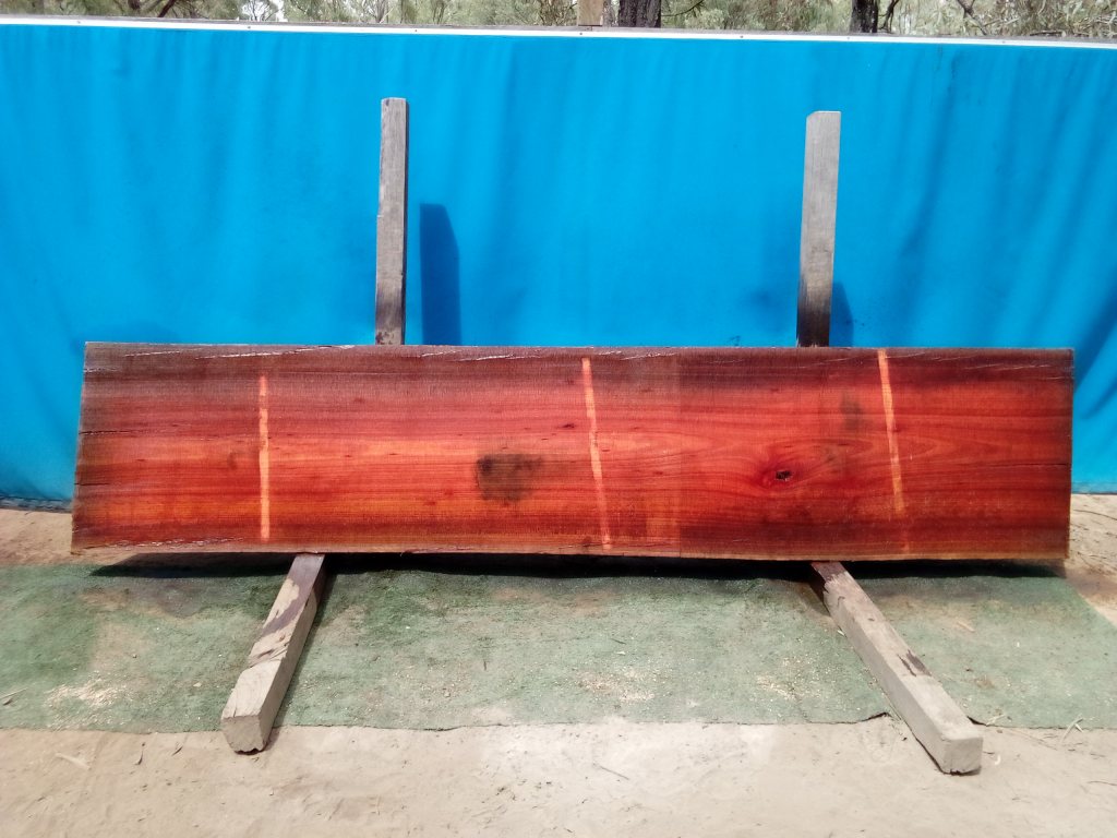Sydney Blue Gum (TS814SBG)