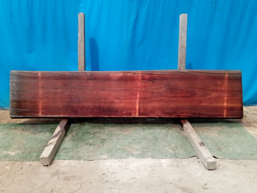 Sydney Blue Gum (TS814SBG)