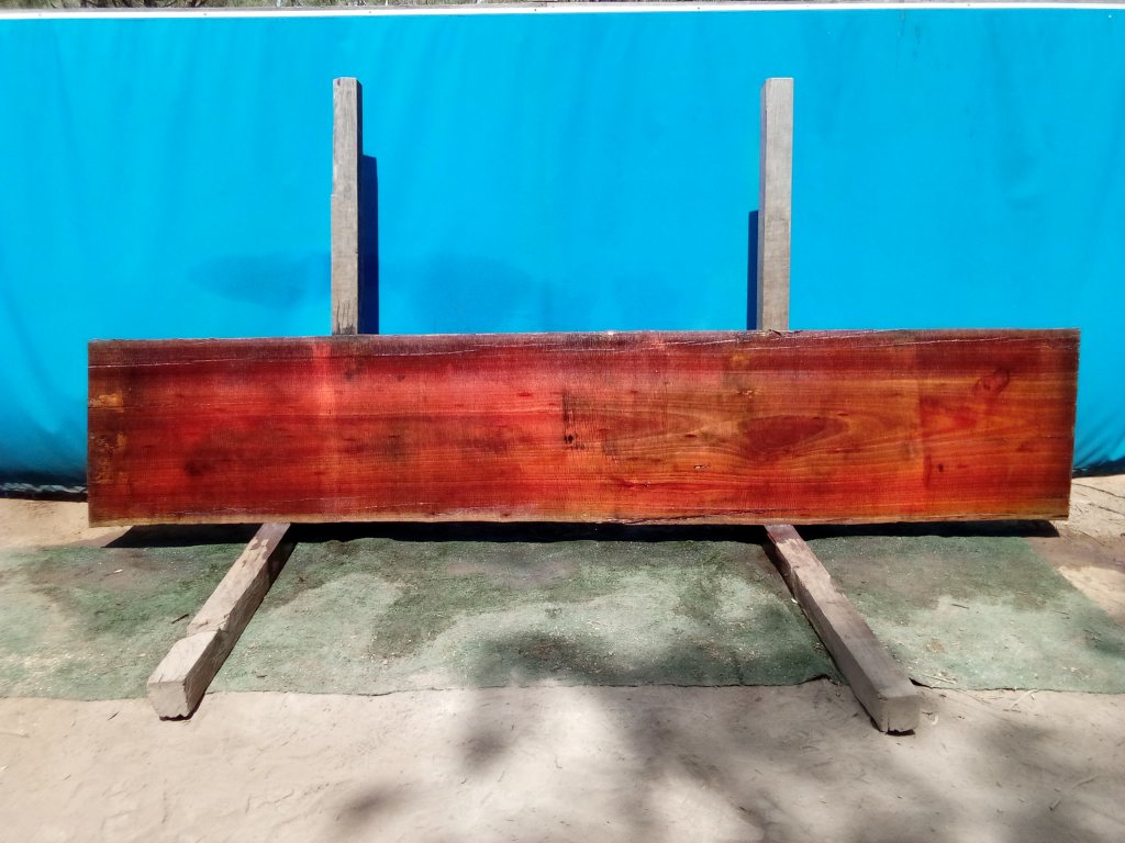 Sydney Blue Gum (TS816SBG)