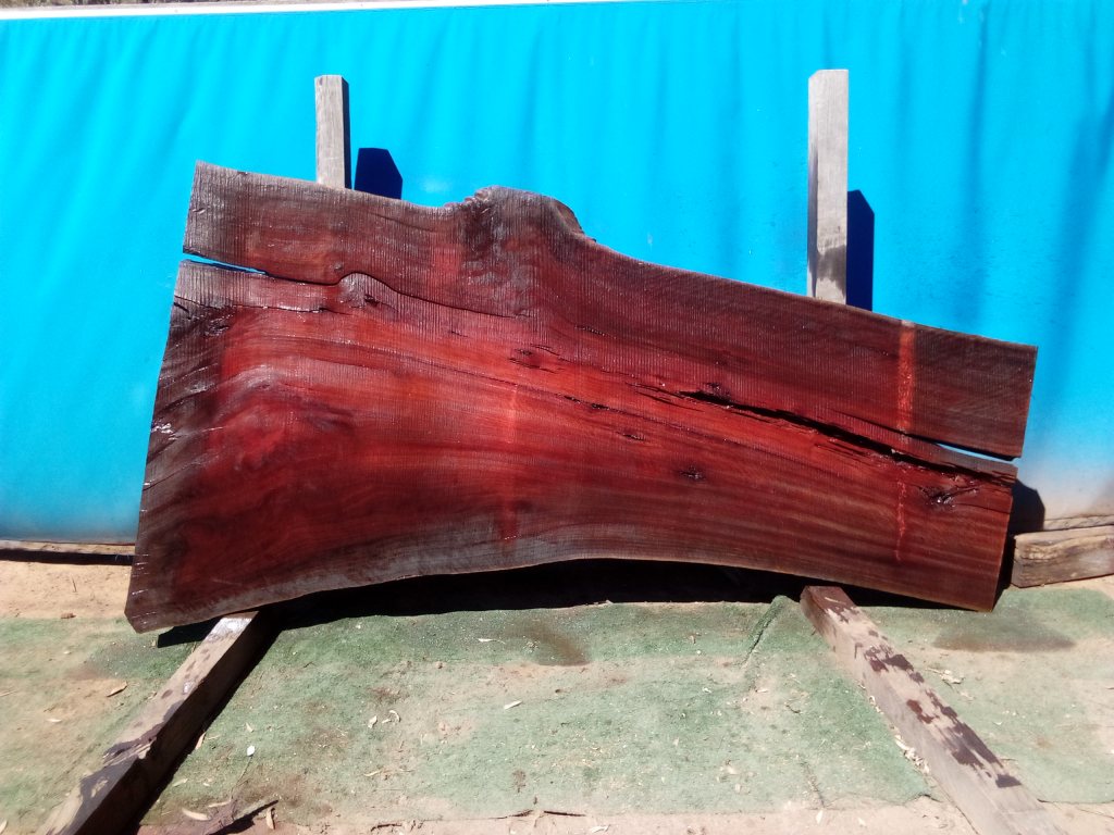 Sydney Blue Gum (TS819SBG)