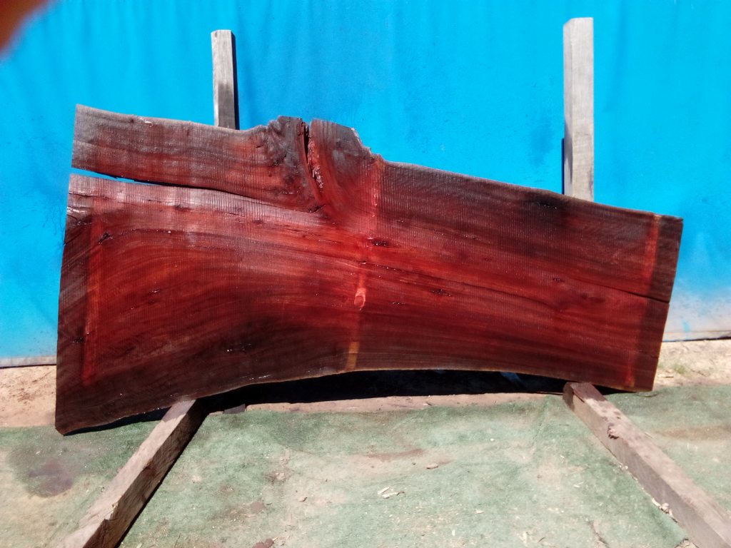 Sydney Blue Gum (TS820SBG)