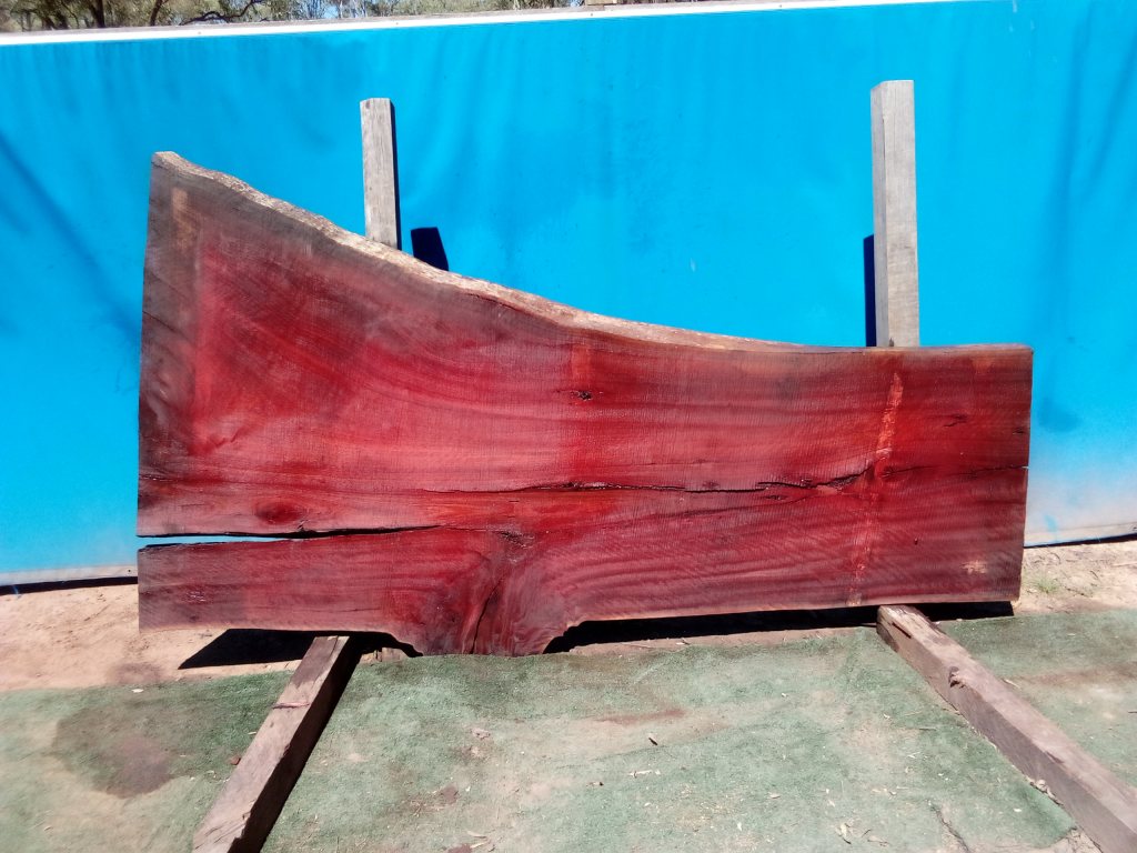 Sydney Blue Gum (TS820SBG)