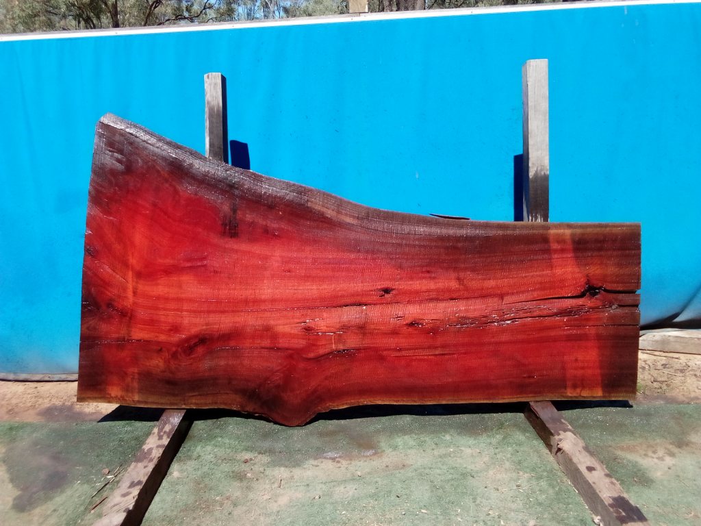 Sydney Blue Gum (TS821SBG)