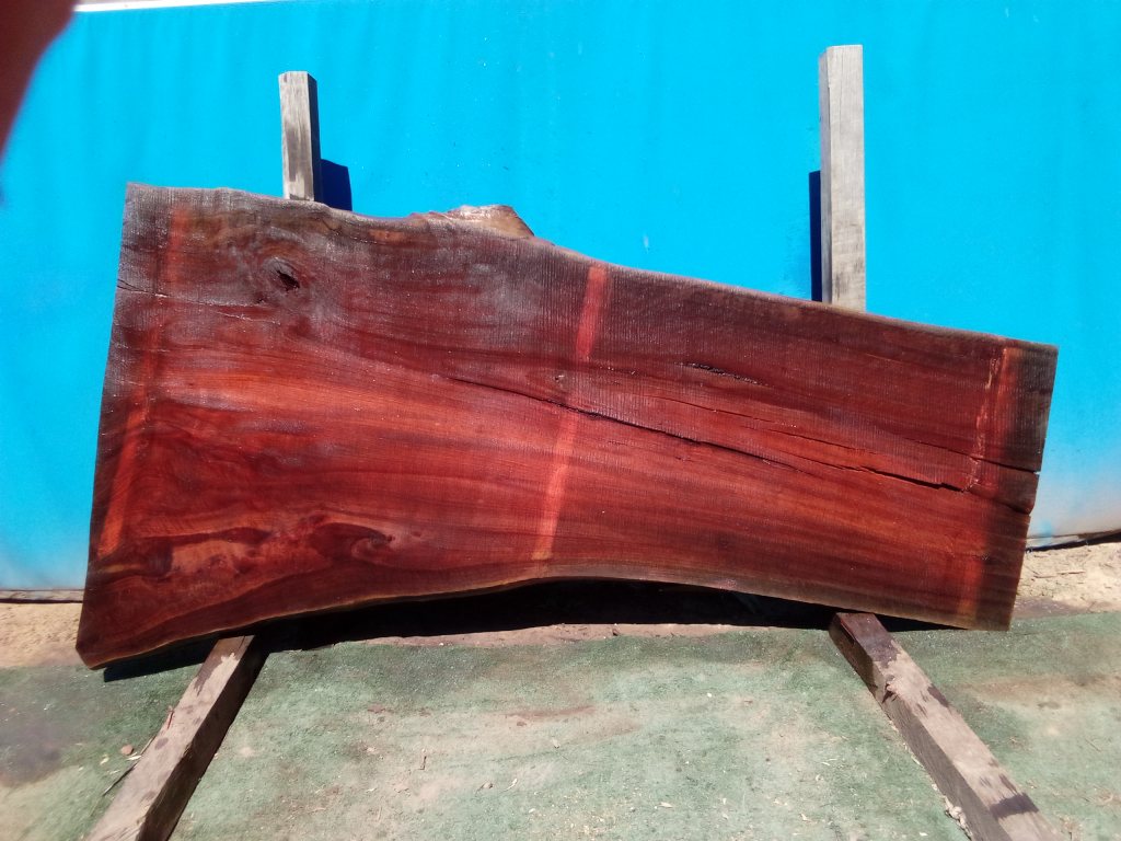 Sydney Blue Gum (TS821SBG)