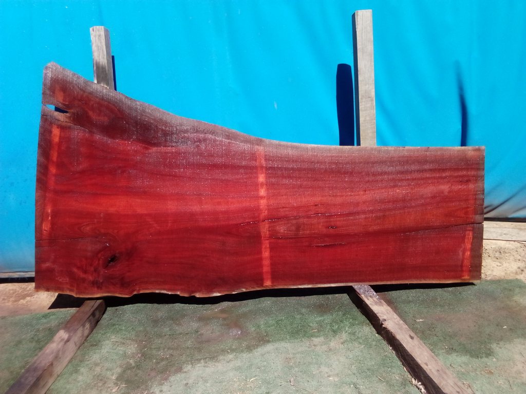 Sydney Blue Gum (TS823SBG)