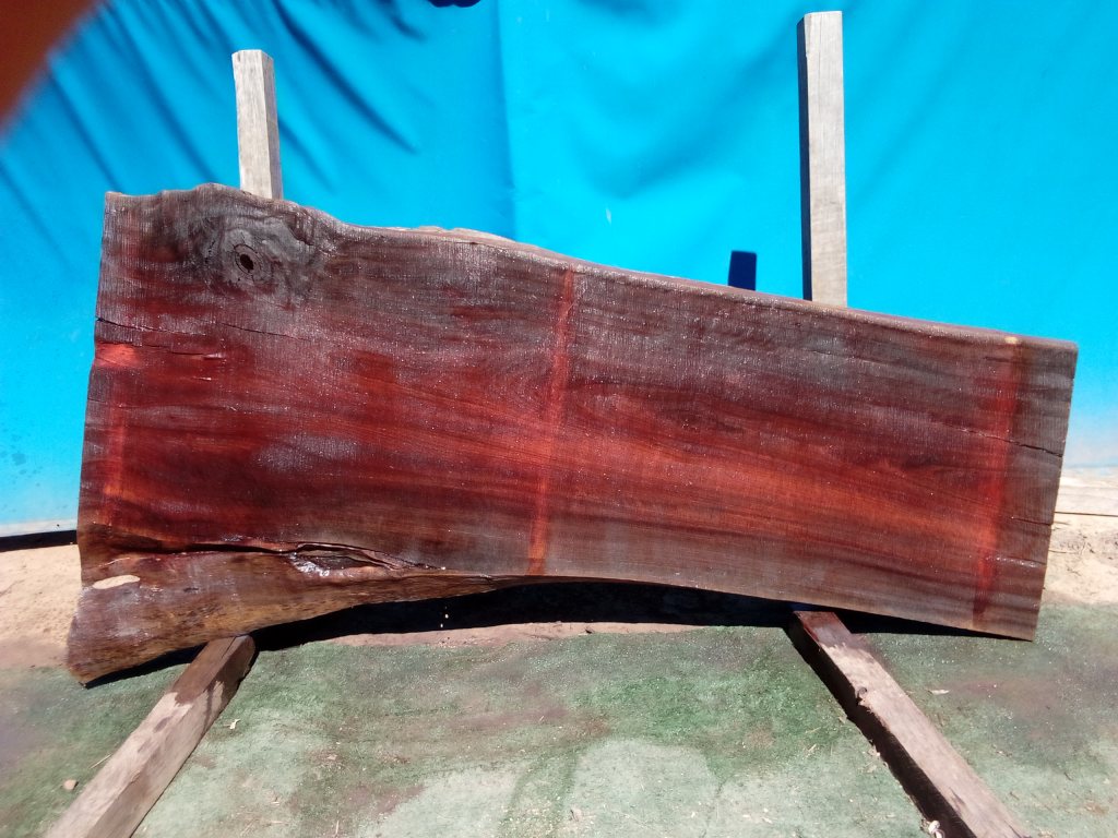 Sydney Blue Gum (TS823SBG)