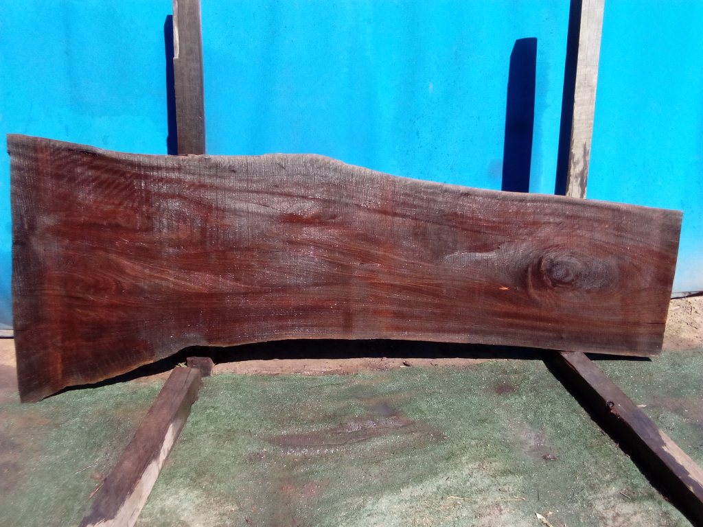 Sydney Blue Gum (TS824SBG)