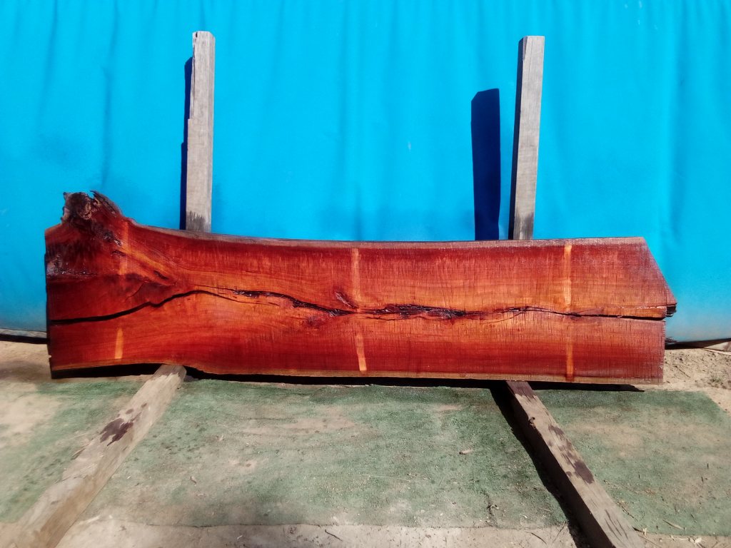 Sydney Blue Gum (TS825SBG)