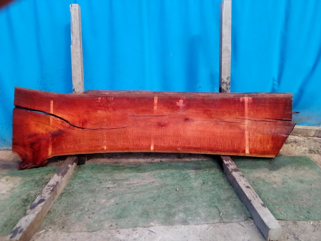 Sydney Blue Gum (TS825SBG)