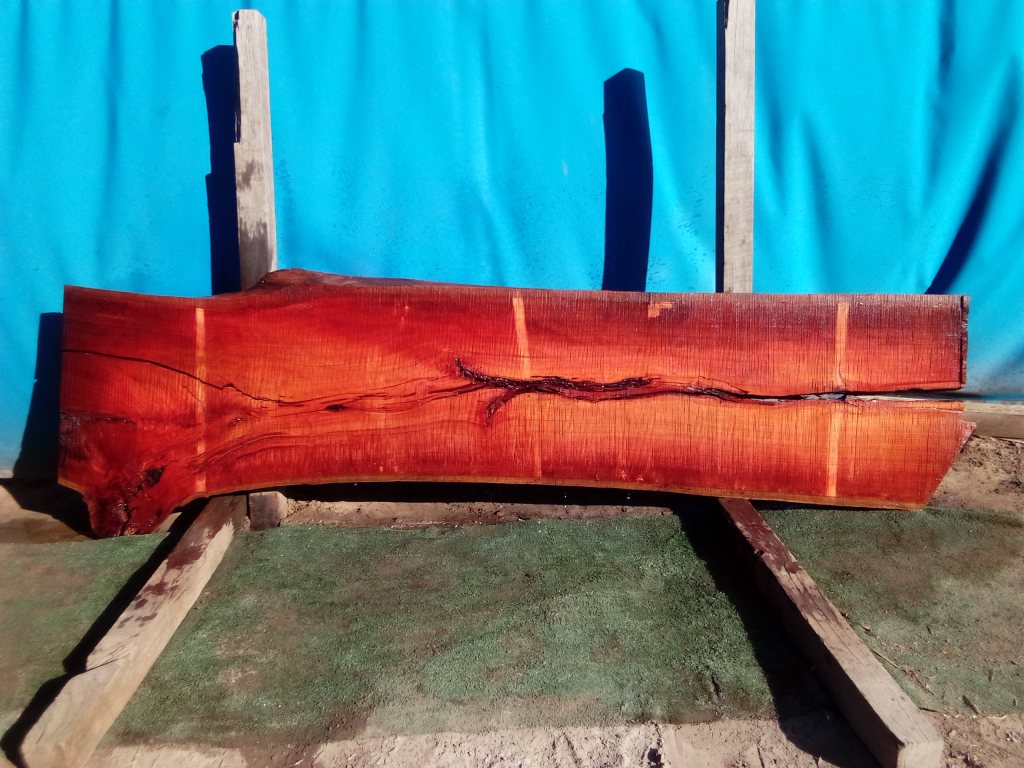 Sydney Blue Gum (TS827SBG)