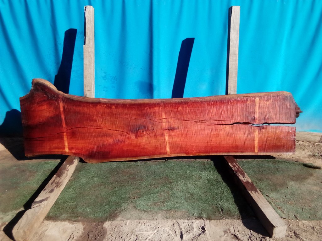 Sydney Blue Gum (TS827SBG)