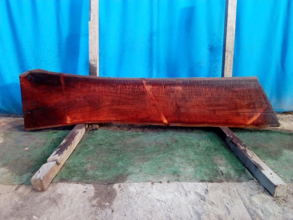 Sydney Blue Gum (TS828SBG)