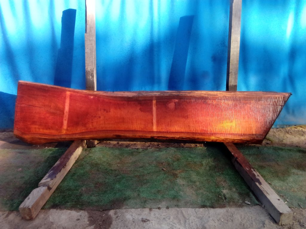 Sydney Blue Gum (TS828SBG)
