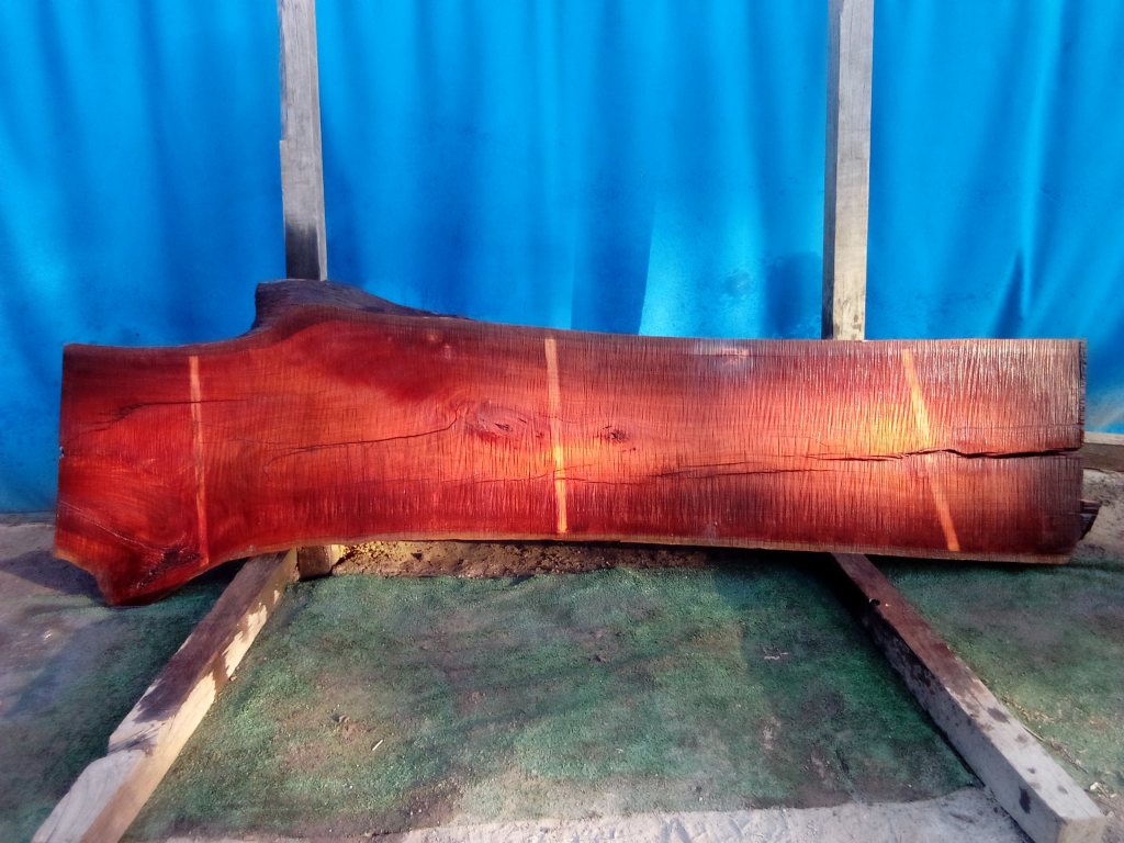 Sydney Blue Gum (TS829SBG)