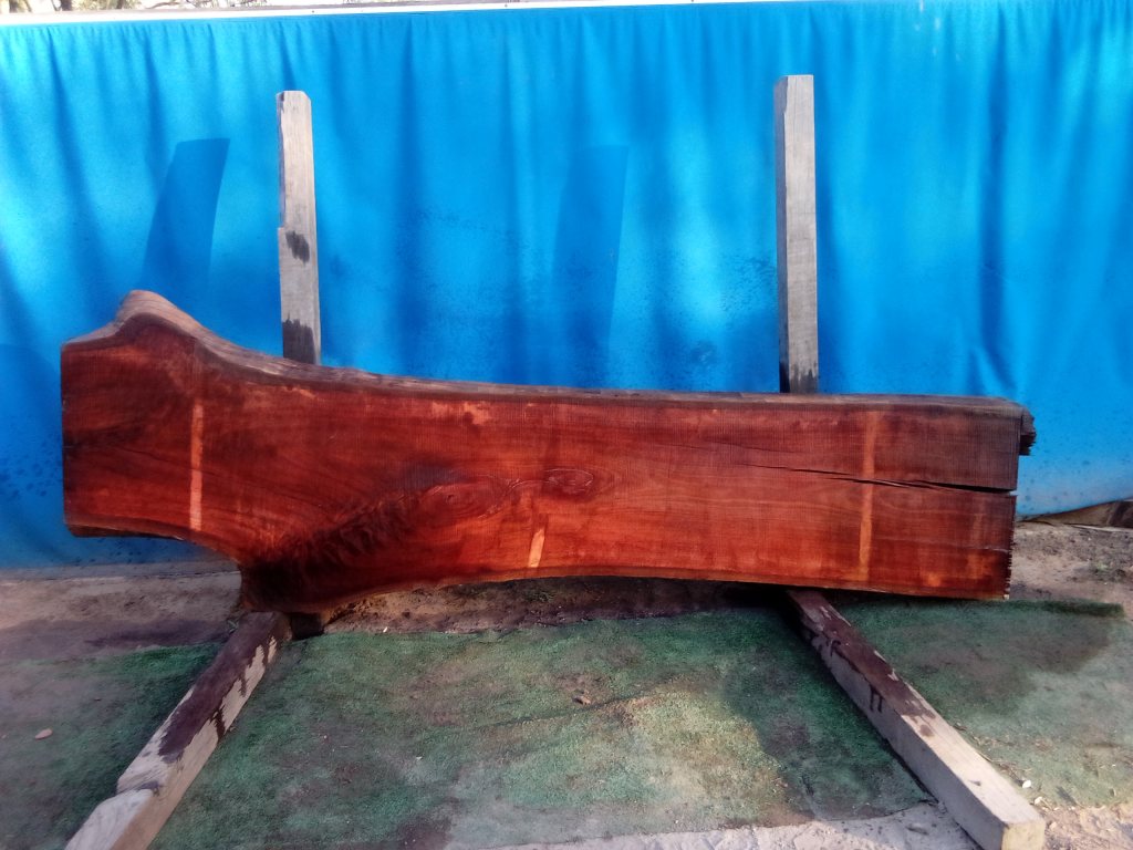Sydney Blue Gum (TS829SBG)