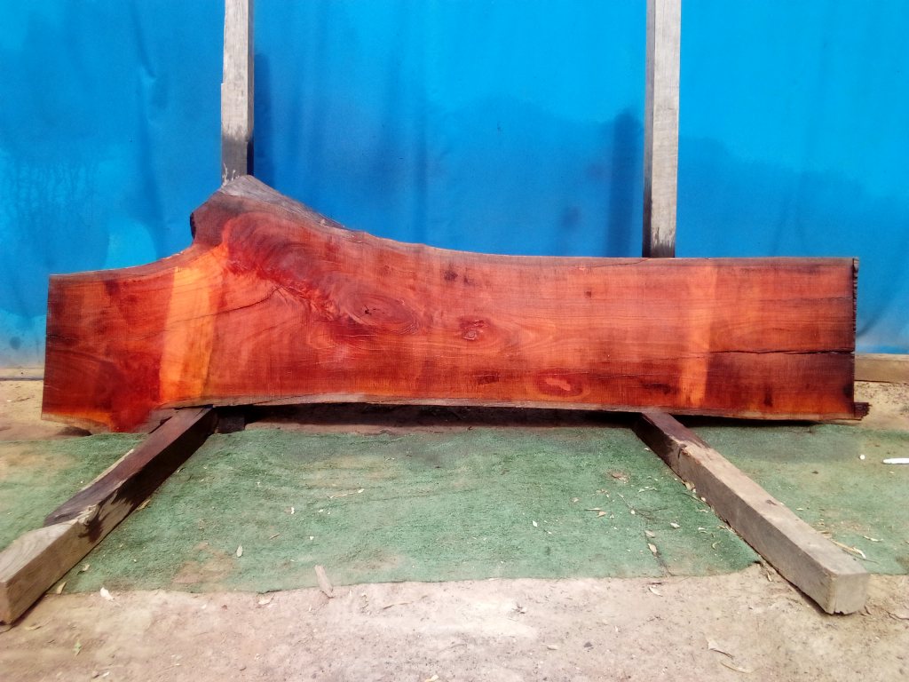 Sydney Blue Gum (TS830SBG)
