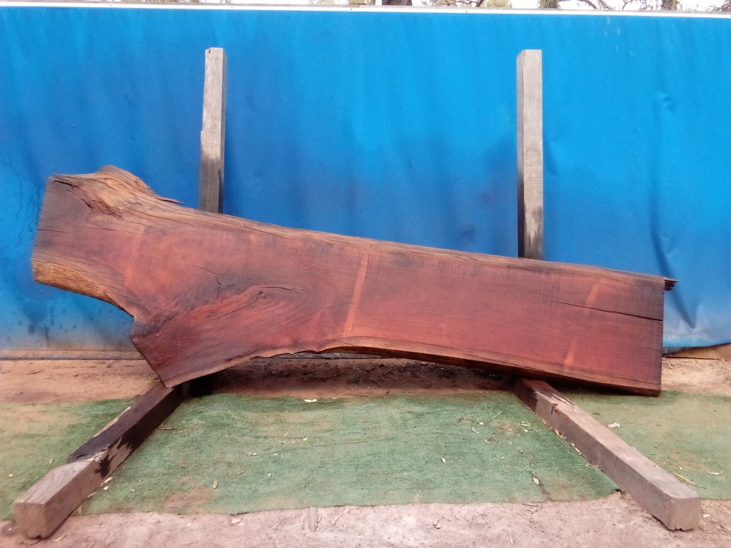 Sydney Blue Gum (TS830SBG)