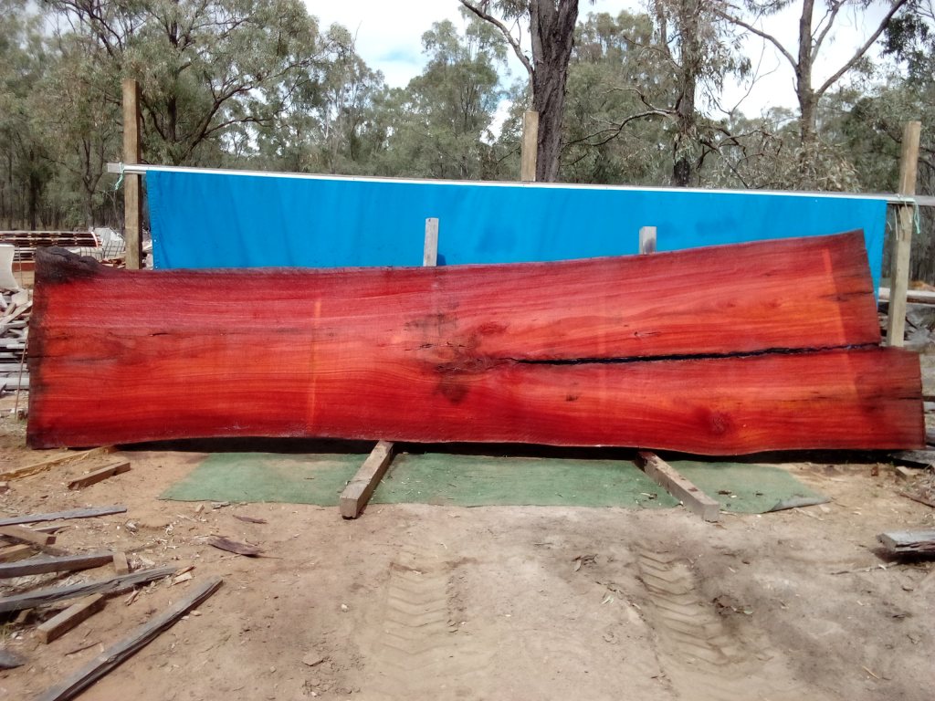 Sydney Blue Gum (TS832SBG)