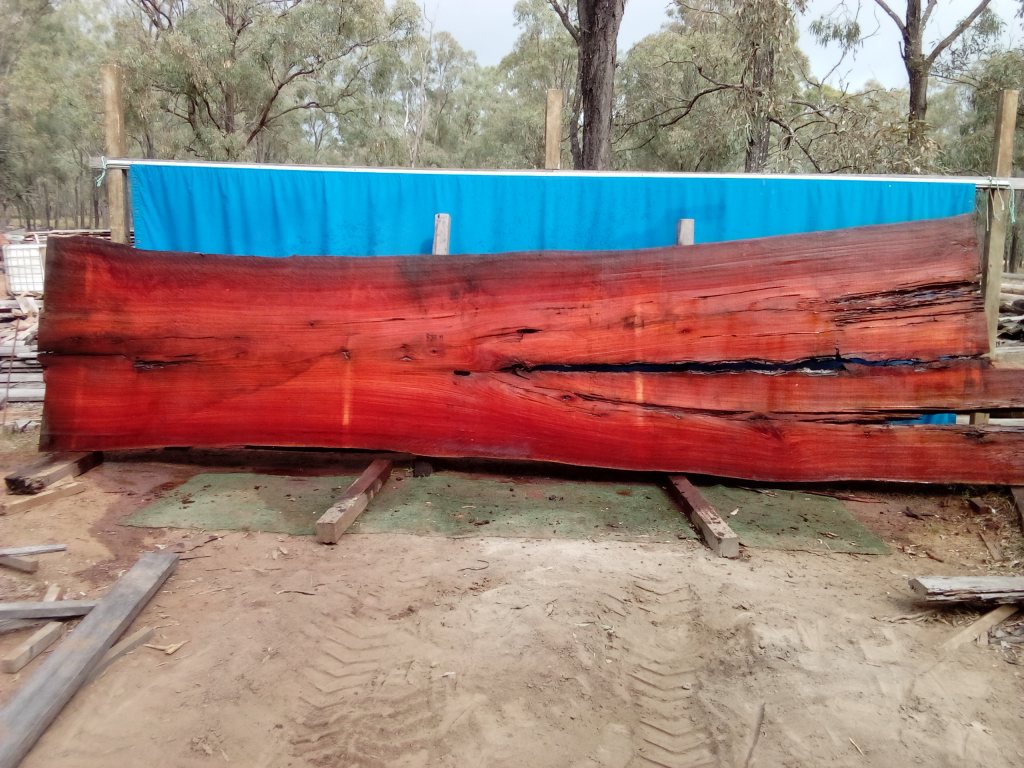 Sydney Blue Gum (TS834SBG)