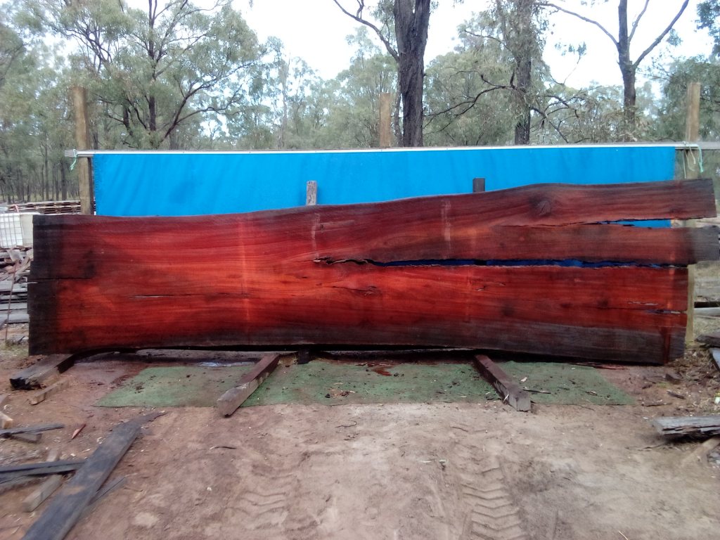 Sydney Blue Gum (TS834SBG)