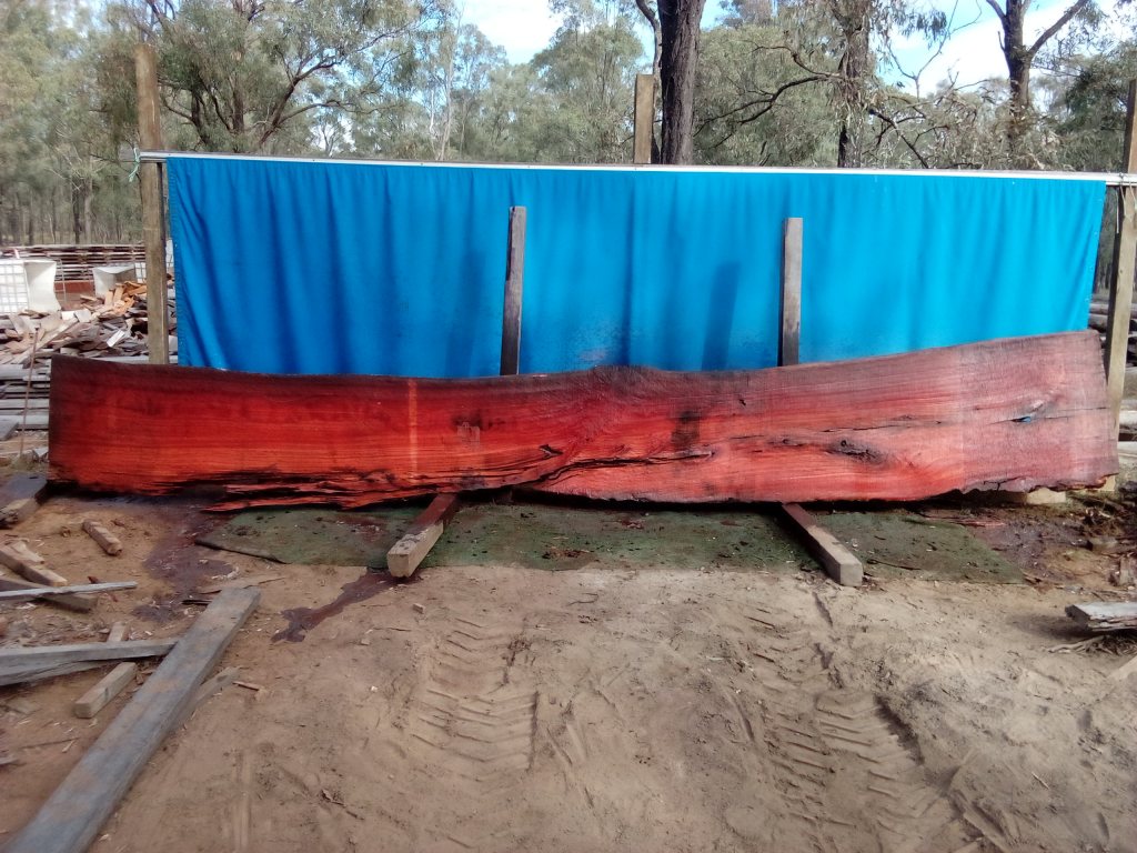 Sydney Blue Gum (TS835SBG)