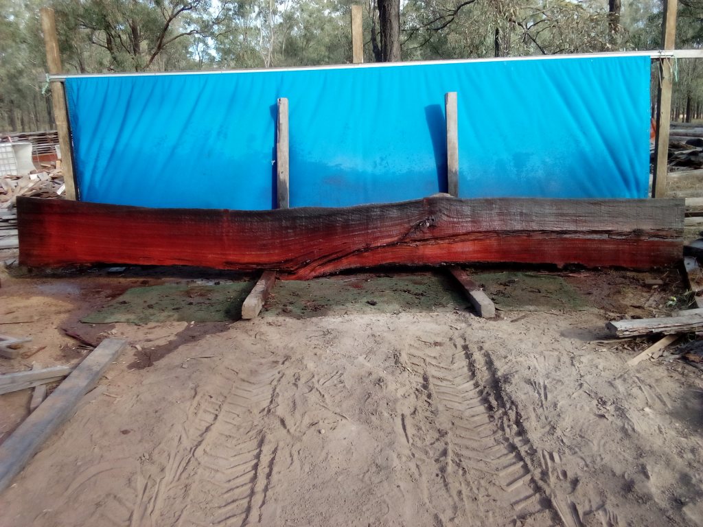 Sydney Blue Gum (TS836SBG)