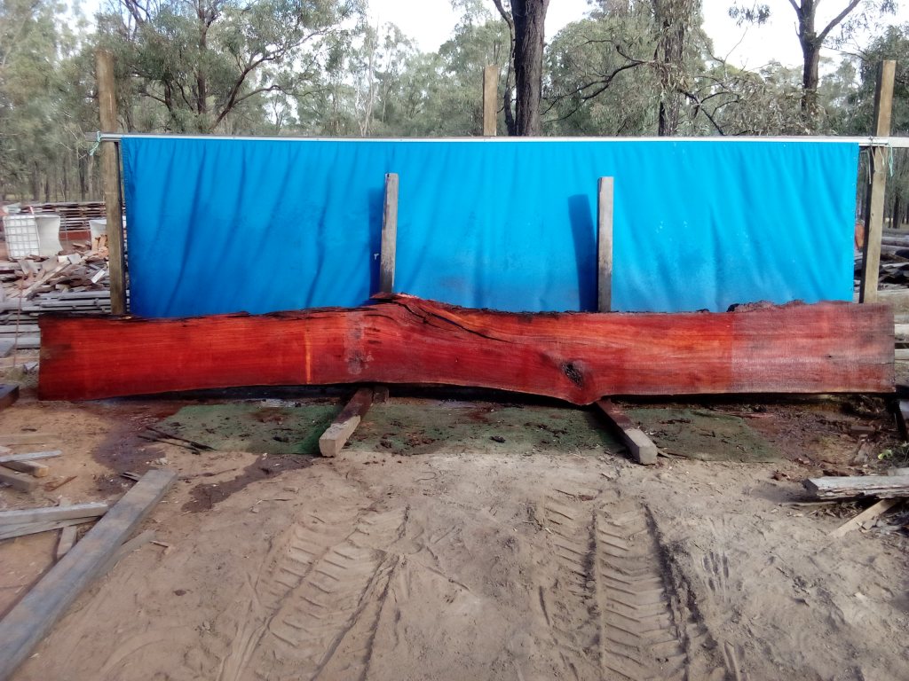 Sydney Blue Gum (TS836SBG)