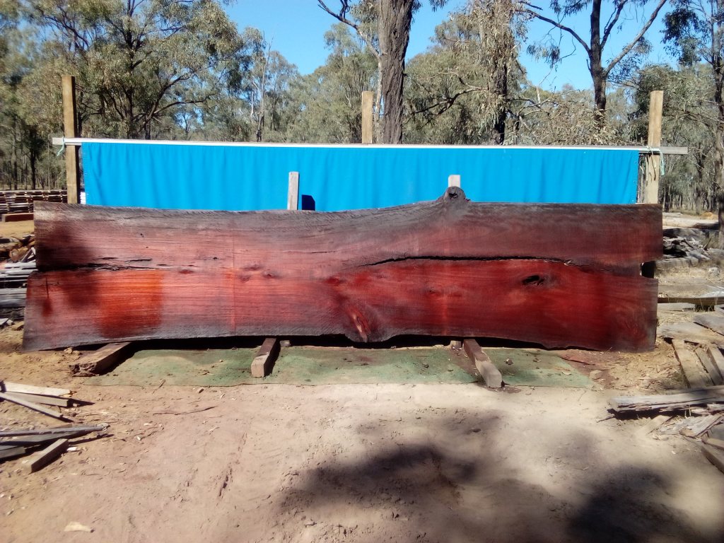 Sydney Blue Gum (TS838SBG)