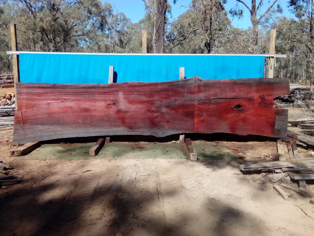 Sydney Blue Gum (TS839SBG)