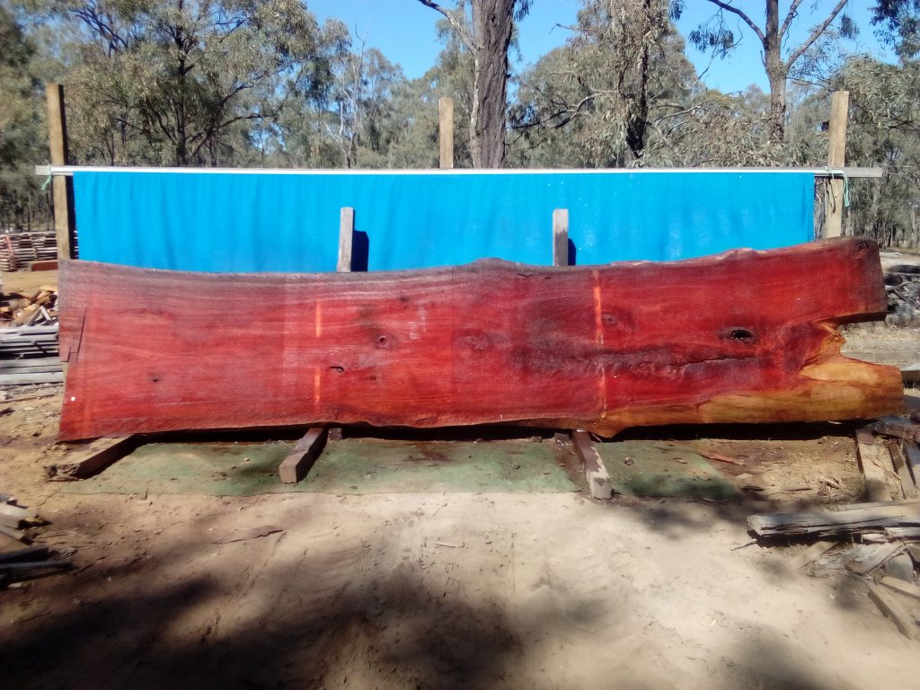 Sydney Blue Gum (TS839SBG)