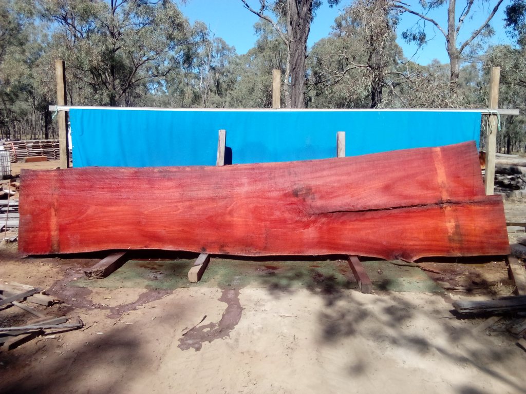 Sydney Blue Gum (TS840SBG)