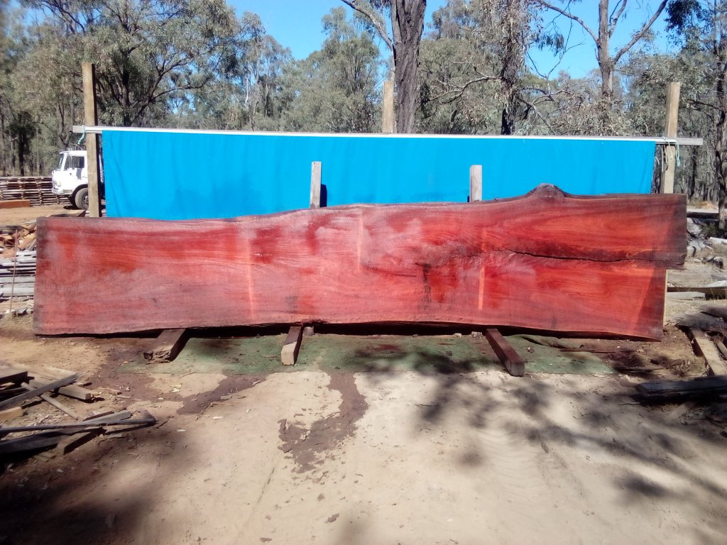 Sydney Blue Gum (TS840SBG)