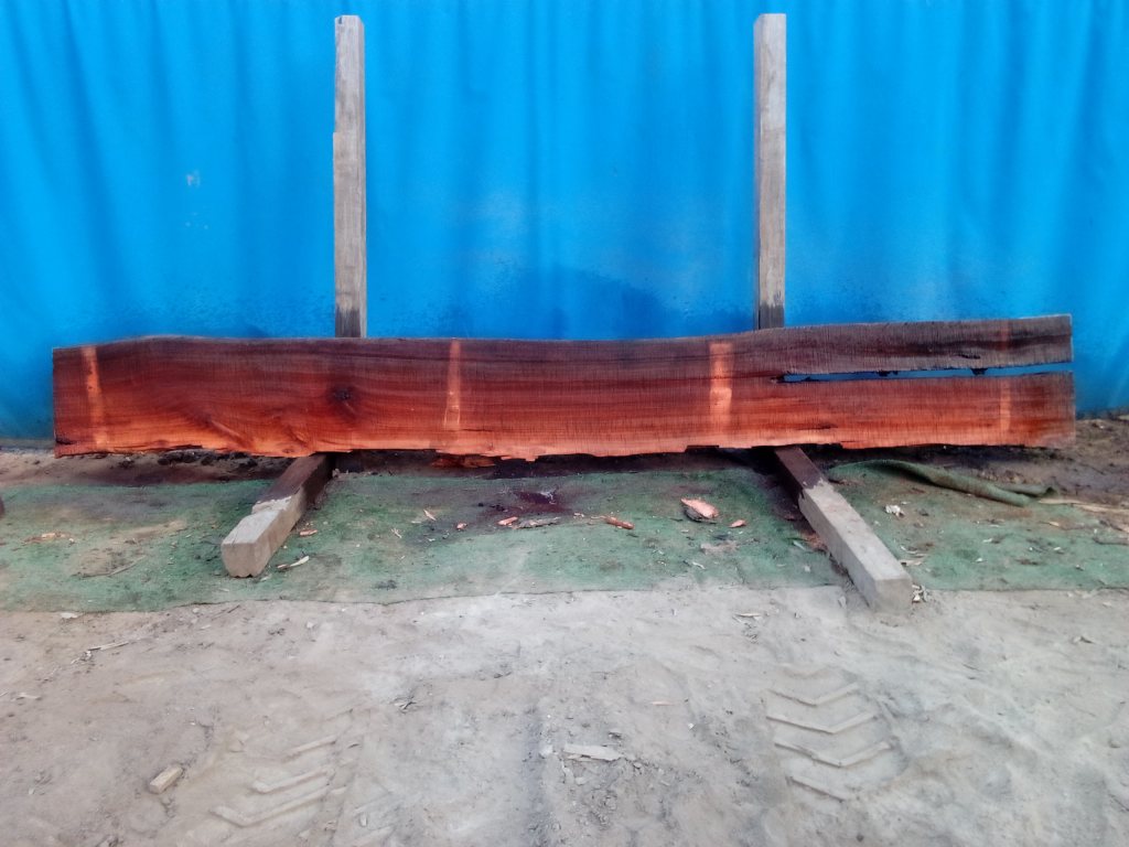 Sydney Blue Gum (TS842SBG)