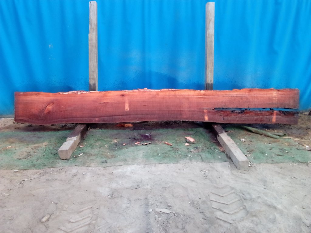 Sydney Blue Gum (TS842SBG)