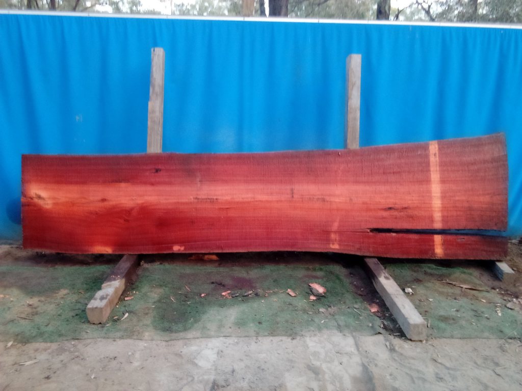 Sydney Blue Gum (TS844SBG)