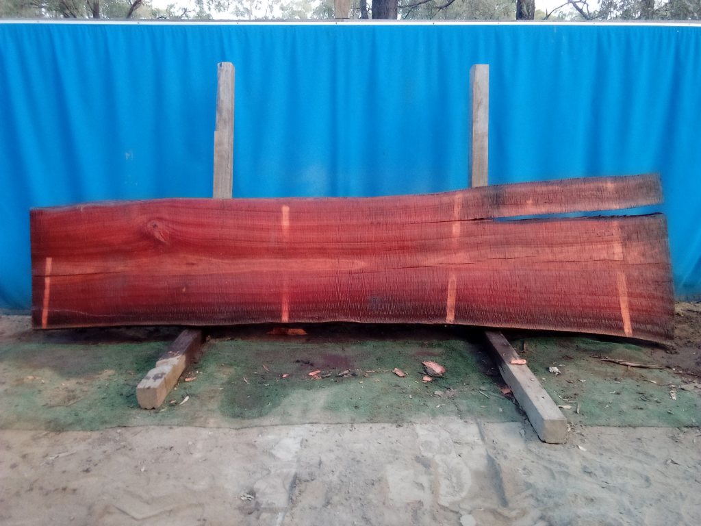Sydney Blue Gum (TS844SBG)