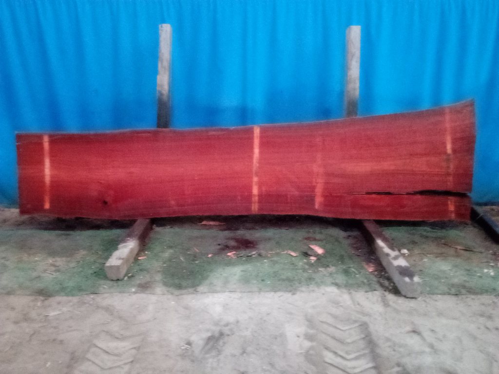 Sydney Blue Gum (TS845SBG)