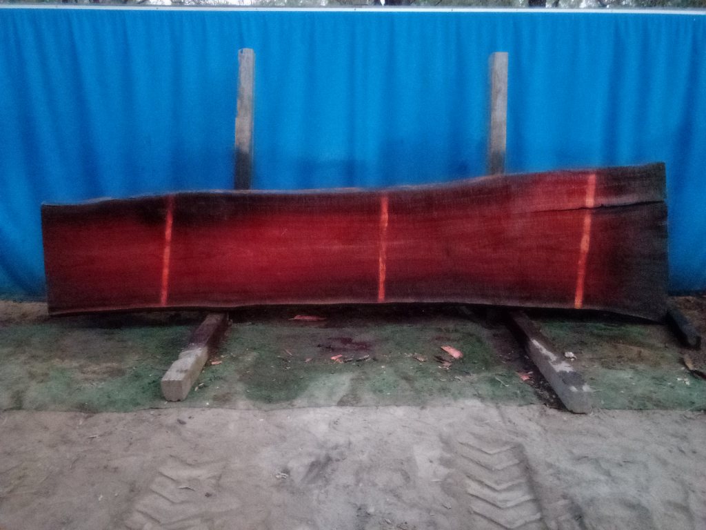 Sydney Blue Gum (TS845SBG)